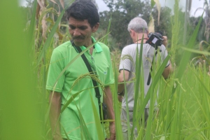 Antonio Veríssimo exibe a plantação de arroz da aldeia Areia Branca, onde vive com a família